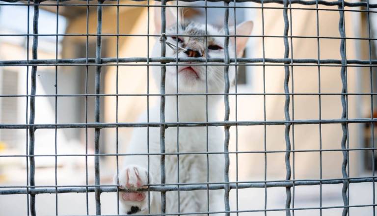 Zavetišče za živali Maribor potrebuje rjuhe, brisače in hrano za mucke