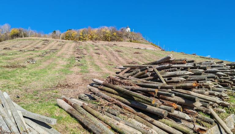 Kje bo končal posekan les iz Piramide? 