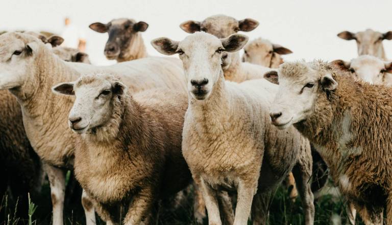 Na Hrvaškem potrdili kugo drobnice, v veljavi strogi ukrepi