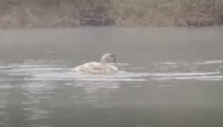 VIDEO: Žalostno! Tako je videti labod, okužen s ptičjo gripo