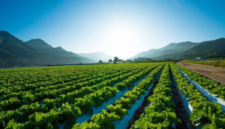 Nevarna zelenjava na trgih? Oblasti svarijo pred to vrsto zelenjave po velikem požaru