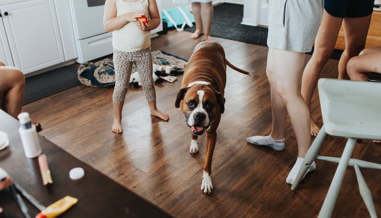 Hišni ljubljenčki in otroci: Katera talna obloga bo preživela vse praske in madeže?