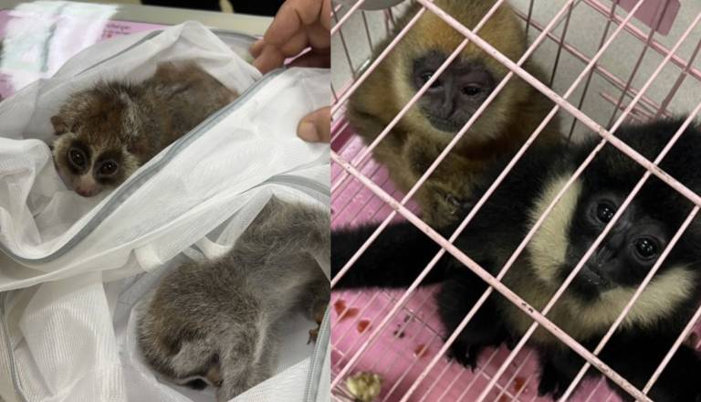 FOTO: Fotografije, ob katerih se obrača želodec: Interpol iz rok tihotapcev rešil skoraj 30.000 živali