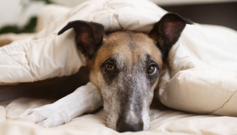 Pirotehnika pomeni strah za živali