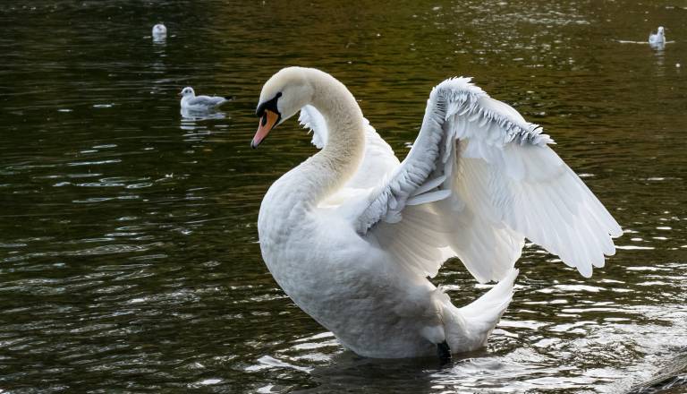 V bližini Pomurja potrdili ptičjo gripo