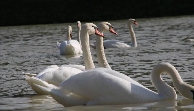 Na Štajerskem potrdili ptičjo gripo pri labodih in čaplji