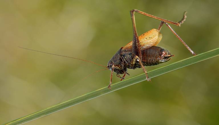 Ljubljansko barje ključno za preživetje ene najredkejših kobilic na svetu