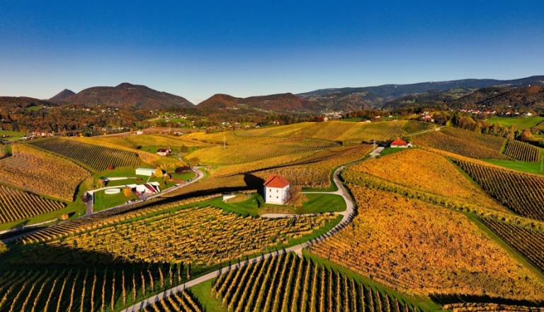 Sommelierka svetuje: kako izbrati pravo vino za sestro, brata, šefa ali prijatelje?	