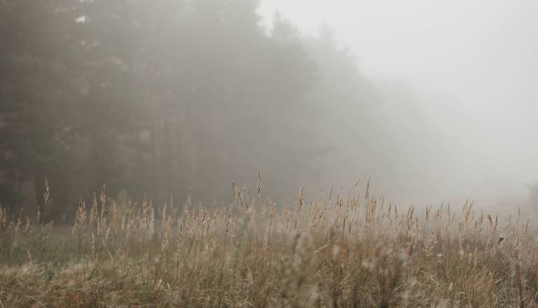 Megla ob koncu tedna, bo začetek tedna drugačen?