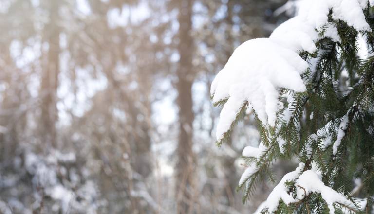 Sredi tedna hladneje in snežno