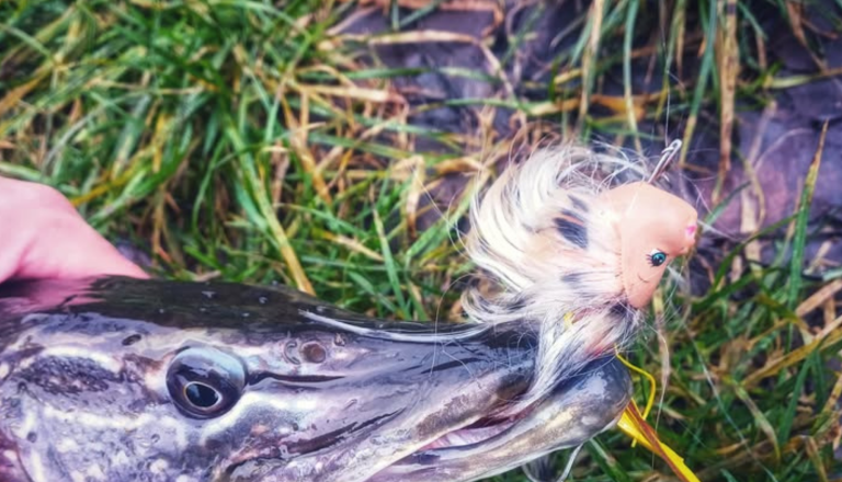 FOTO: Na reki Muri ujel 73-centimetrsko ščuko na glavo Barbie punčke