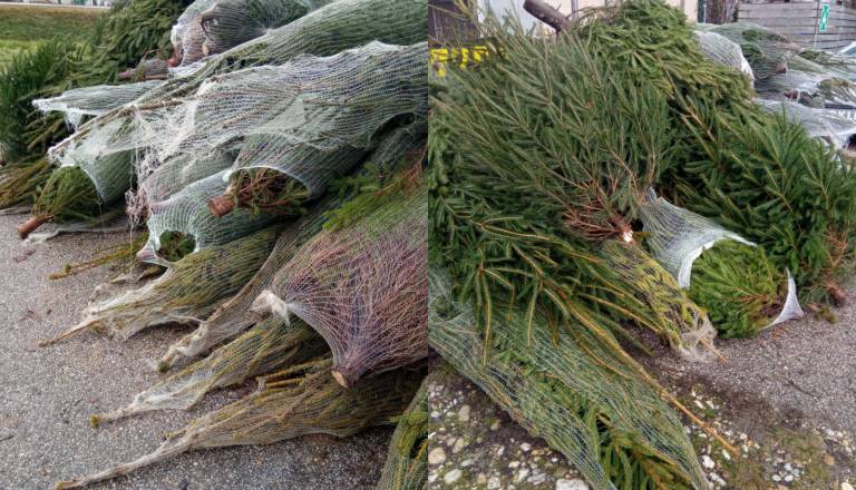 Lepa praznična gesta: Pred picerijo brezplačne smrečice