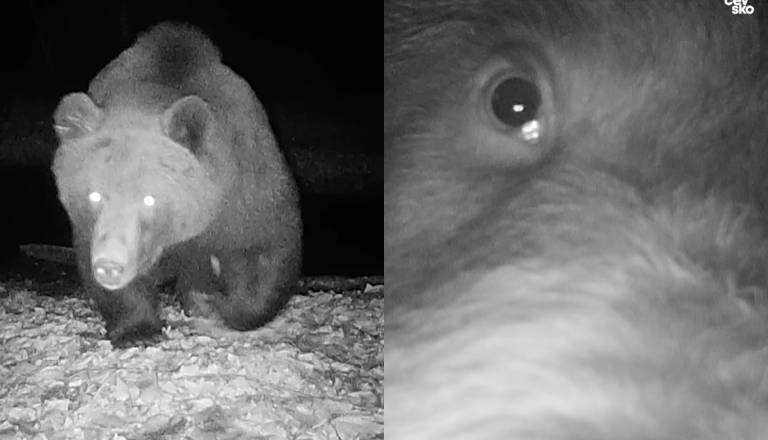 VIDEO: Radovednost gozdnega kosmatinca: Osumljenec premaknil kamero in pobegnil