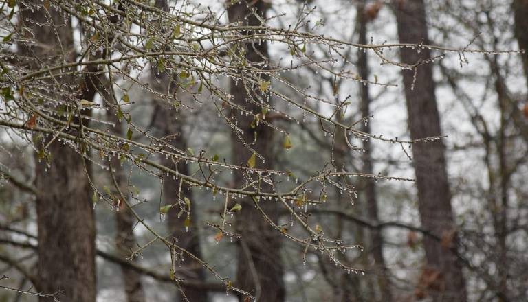 Na Štajerskem dežuje, nastaja žled