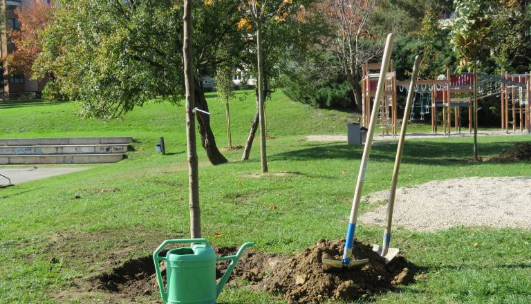 Ob vsakem poseku drevesa na Ptuju tudi razmislek o zasaditvi. Kako je v praksi?