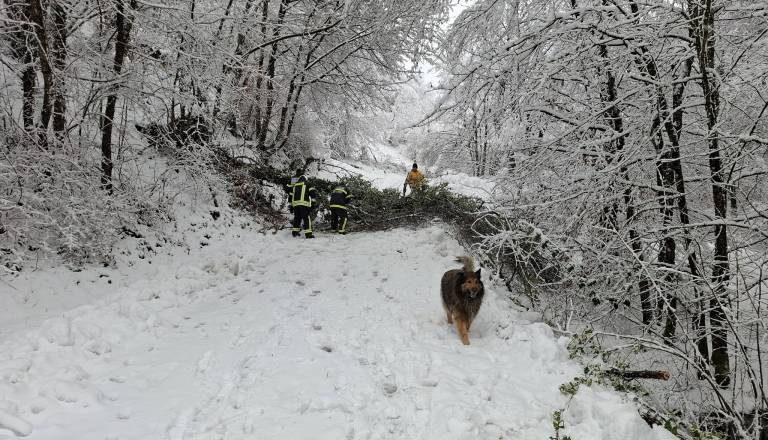 Božično jutro v Cirkulanah delovno: Gasilci odstranjevali podrta drevesa na devetih lokacijah