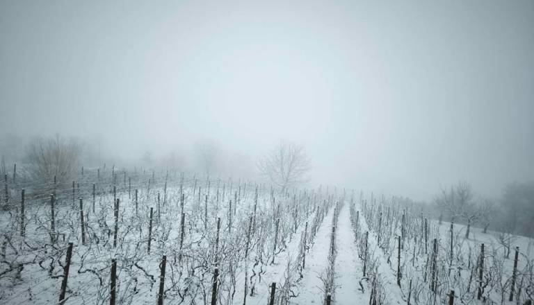 FOTO: Prebudili smo se v pravo zimsko idilo, kaj kaže vremenska slika za naprej?