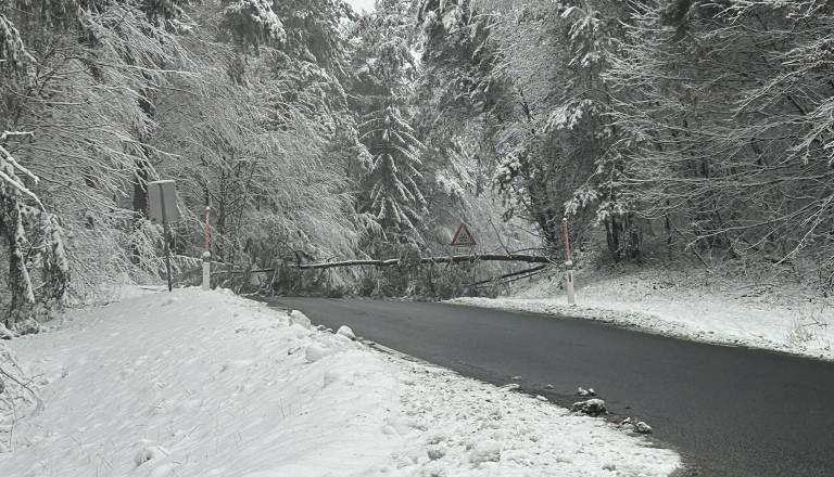 Pozor, ovira na cesti! Pri Doliču in Trdkovi drevo podrto čez vozišče