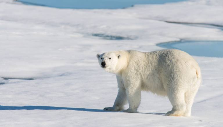 Božični čudež na Arktiki? Raziskovalci spremljali redko posvojitev polarnega medveda