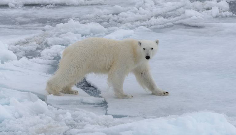 Je to božični čudež? Nenavadna posvojitev polarnega medveda očarala znanstvenike