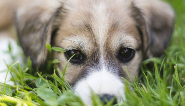 Na Goričkem pogrešana starejša psička