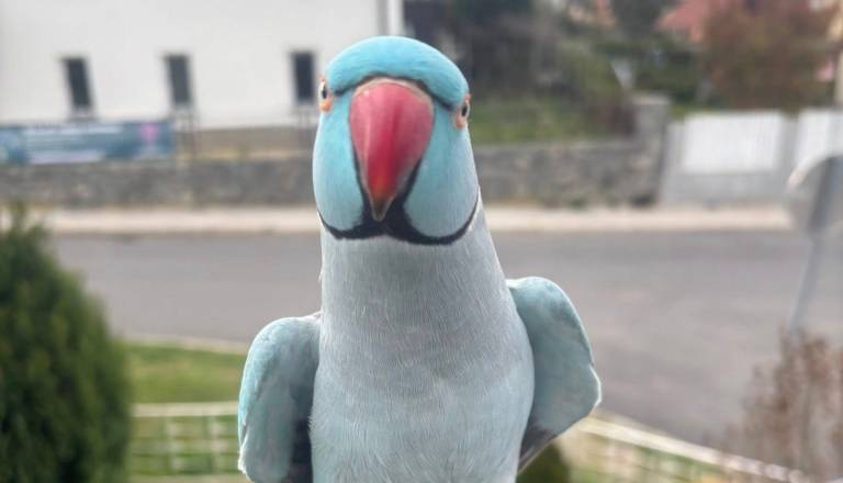 Ste ga kje videli? V Mariboru pogrešan papagaj Koko 