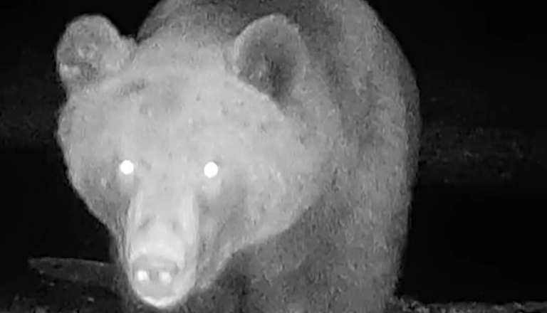 VIDEO: Radovednež v kočevskih gozdovih premaknil kamero in pobegnil, posnetek je nasmejal splet