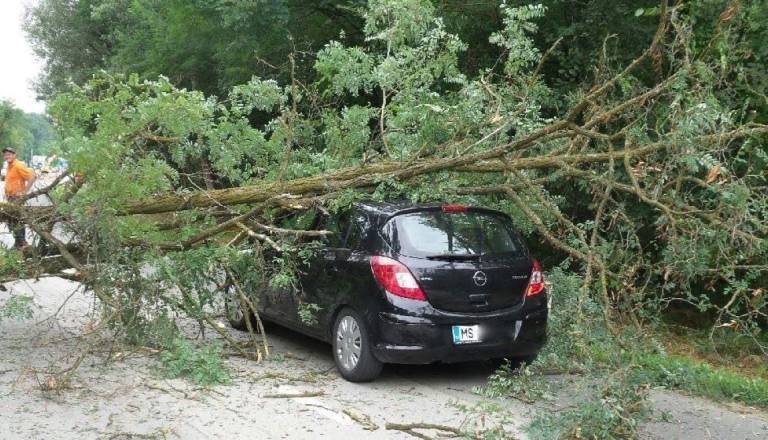 Tragična nesreča: Na avtomobil padlo drevo, 57-letnica umrla