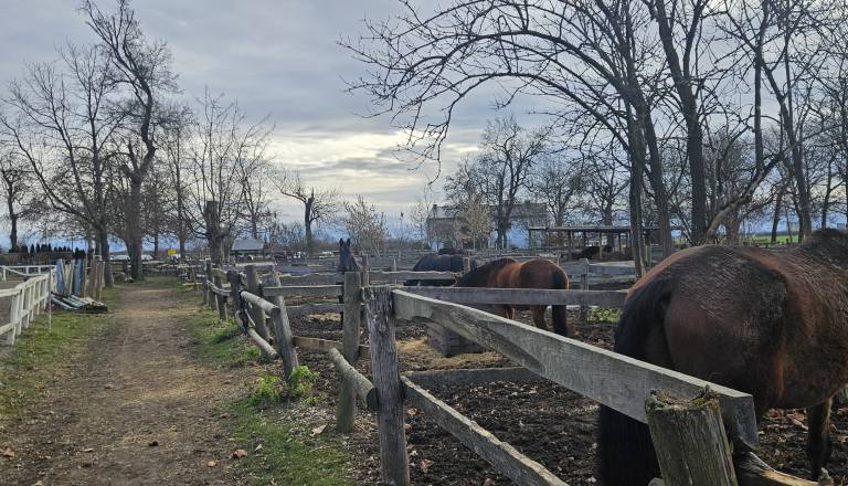 Za prevzem konjeniškega centra v Dvorcu Rakičan brez interesa