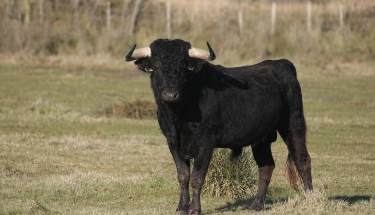 Bik med Pivko in Ilirsko Bistrico pretrgal ograjo in zašel na železniško progo, zbil ga je vlak
