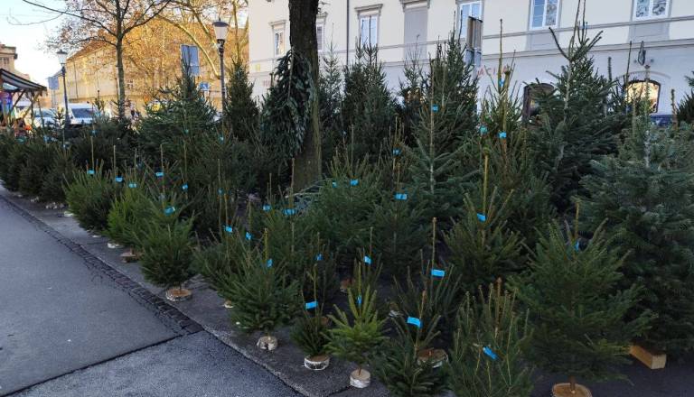 Po objavi našega članka dva prodajalca izkazala interes za zgodnjo prodajo smrečic na tržnici