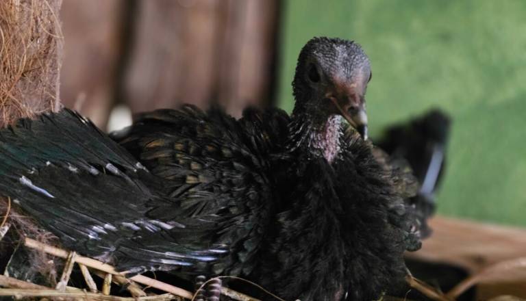 Zimsko presenečenje: V Tropski hiši so se razveselili prvega mladiča ene najbolj barvitih in ogroženih vrst golobov