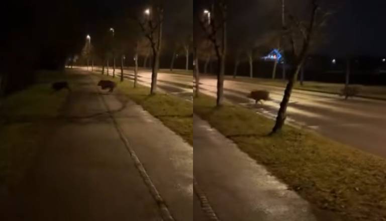 VIDEO: Ta ljubljanska četrtna skupnost objavila zaskrbljujoč posnetek 15-letnice