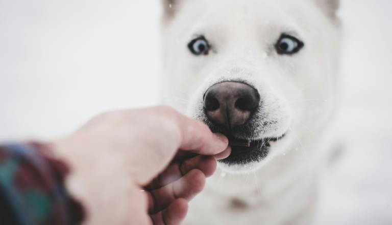 Ste svojemu psu kupili ta priboljšek? Odpoklicali so ga