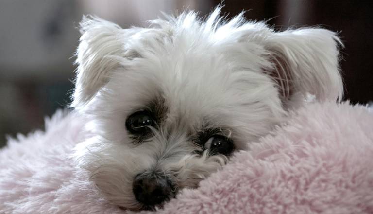 Vedno več pozivov proti pokanju: Pirotehnika povzroča hud stres živalim in ranljivim