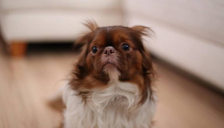 Pirotehnika povzroča hud stres živalim in ranljivim. Kaj svetujejo lastnikom?