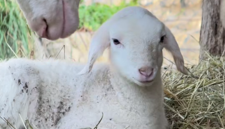 VIDEO: Snežnobeli jagenjček je postal atrakcija ZOO Ljubljana – vsi želijo fotografijo z njim