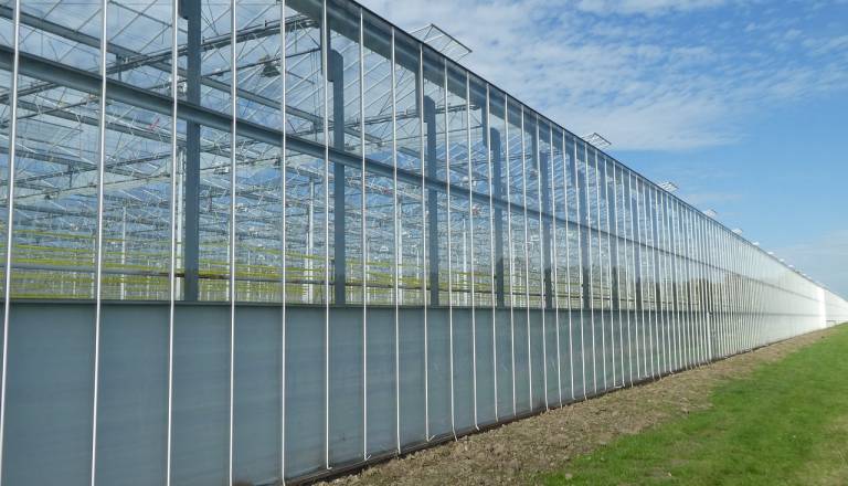 Šestmilijonska investicija pomurskega podjetja, v načrtu gradnja rastlinjaka in ...