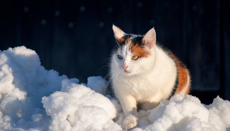 Bodimo prijazni do živali: Mariborska občina poziva k povečani skrbi v zimskem času