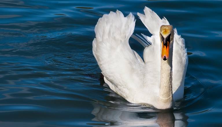 V občini Lenart potrdili nov primer ptičje gripe
