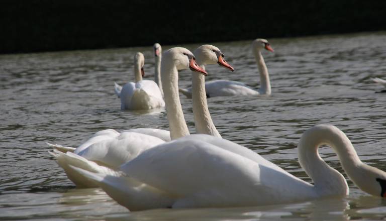 Na Štajerskem potrdili nov primer ptičje gripe