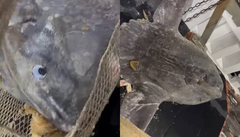 VIDEO: Ribiči v Jadranu ujeli nenavadno ribo velikanko