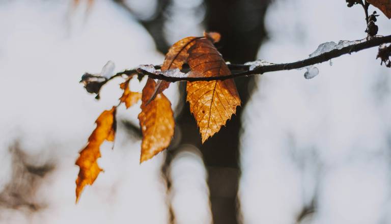 Letošnji november tretji najtoplejši na svetu 