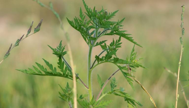 Deset načinov, kako se ubraniti poletnega pekla za alergike