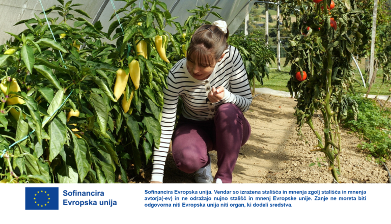 Pametno kmetijstvo se začne doma: Poglejmo, kako lahko shranimo semena paprike