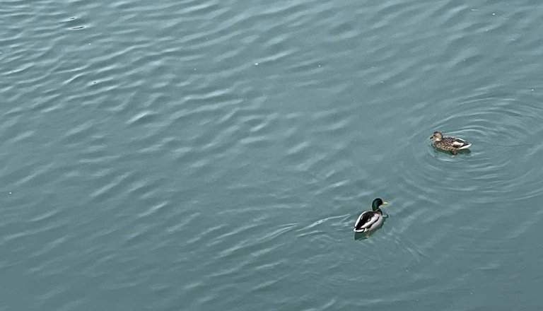 V Novem mestu z zimskim potopom v Krko odpirajo novo potapljaško sezono