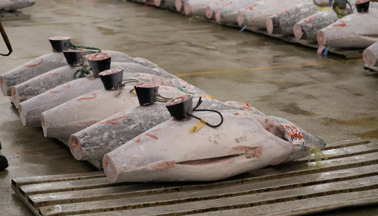 Neverjetno: Na Japonskem za enega tuna odšteli kar 2,8 milijona evrov