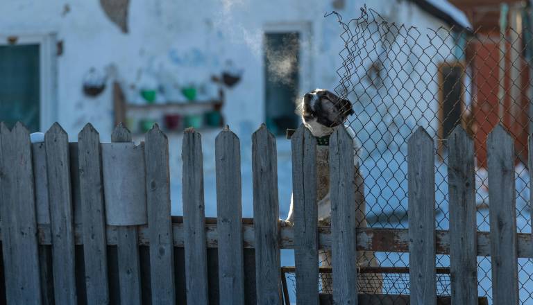 Če jim zdaj ne pomagamo, ne bodo preživele. Pretresljivo opozorilo iz Pomurja
