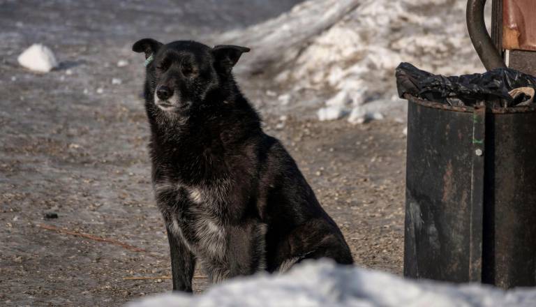 Pretresljivo opozorilo: Če jim ne pomagamo zdaj, ne bodo preživele