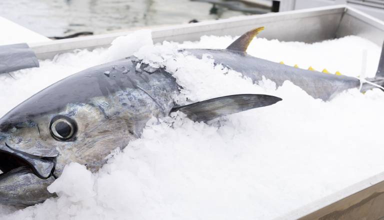 Modroplavutega tuna prodali za rekordnih 2,8 milijona evrov